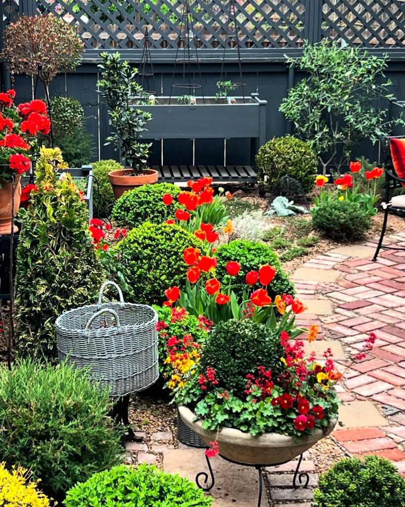 A Burst of Red and Green in a Brick-Lined Garden
