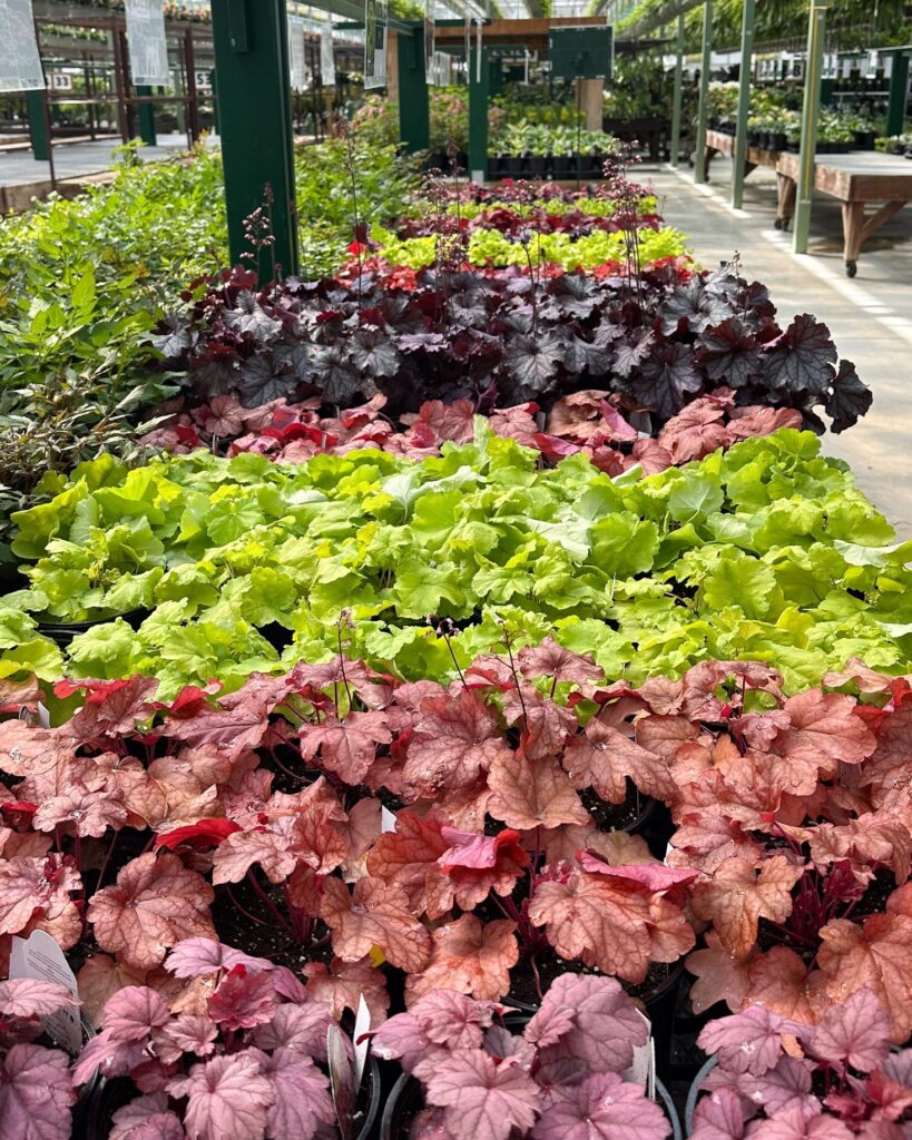 A Kaleidoscope of Coral Bells Greenhouse Display
