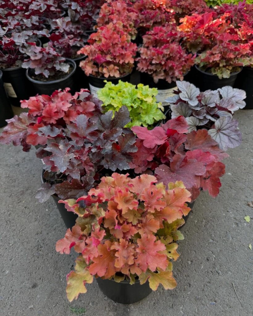 A Symphony of Hues Coral Bells Collection
