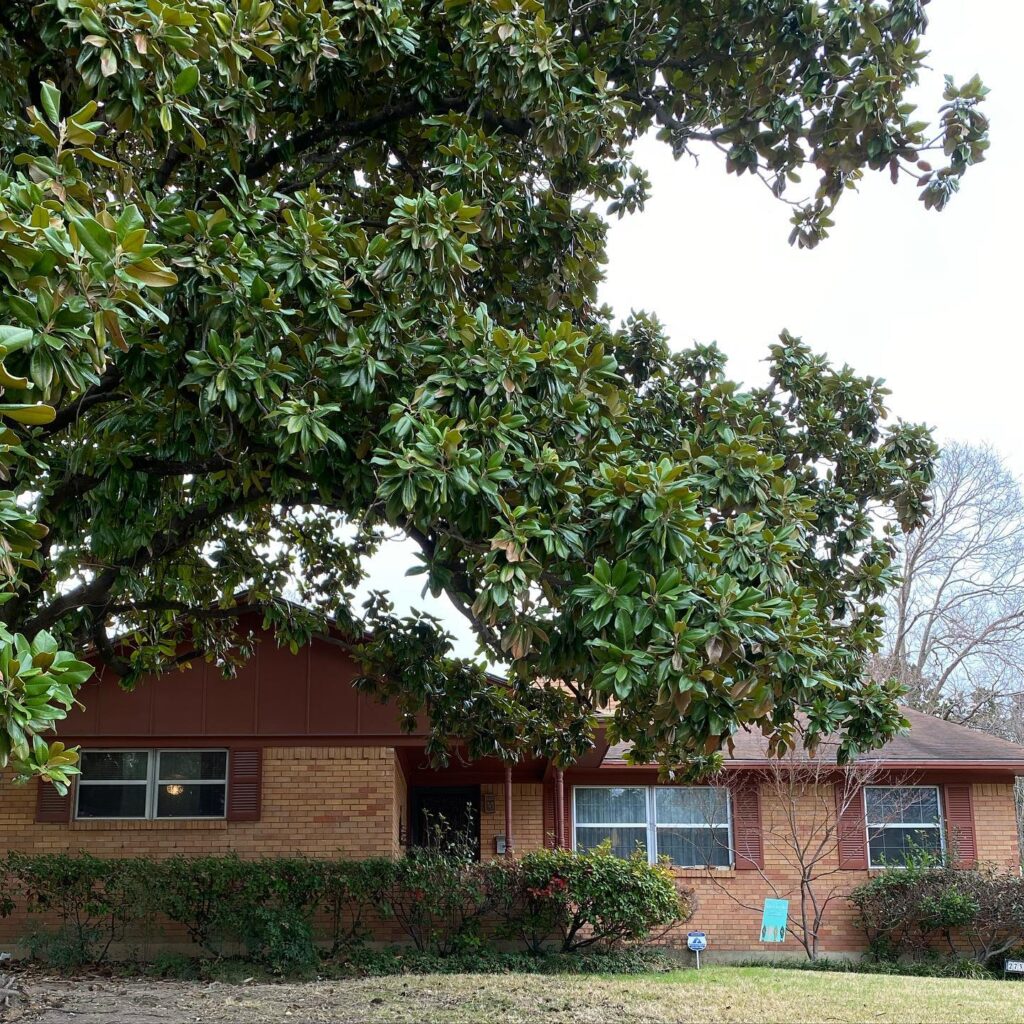 Brick Ranch House Partially Shaded by a Southern Magnolia
