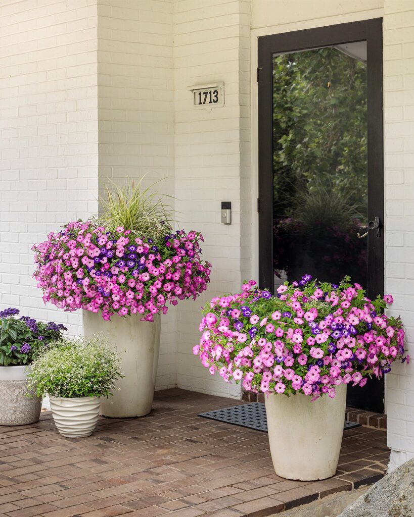 Cascading Calibrachoa Welcome
