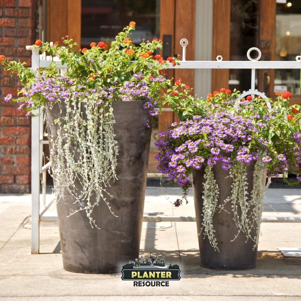 Cascading Dichondra and Petunia Display
