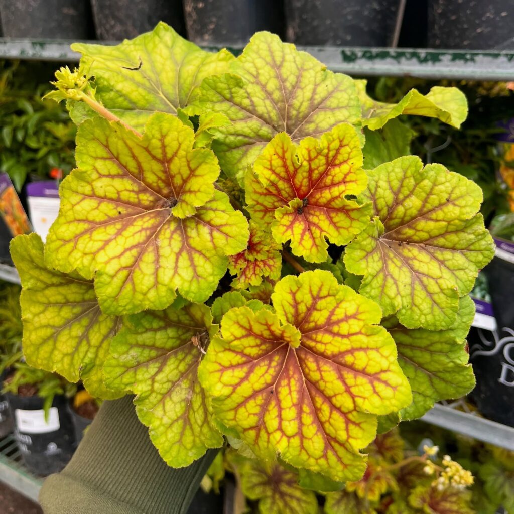 Chartreuse Radiance Unveiling Heuchera 'Red Lightning'
