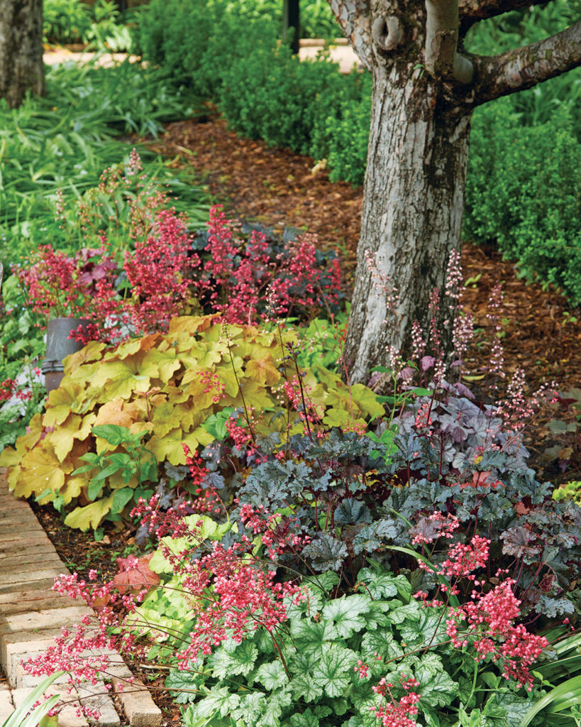 Coral Bells in a Shady Garden Border