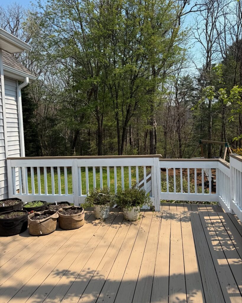 Corokia, Rosemary, Myrtus Deck