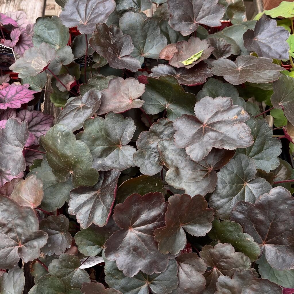Deep Velvet A Close-Up of Dark Coral Bells
