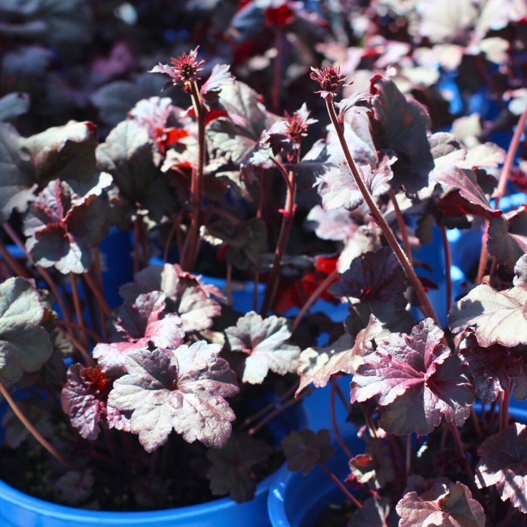 Deep and Dark A Study in Heuchera Obsidian
