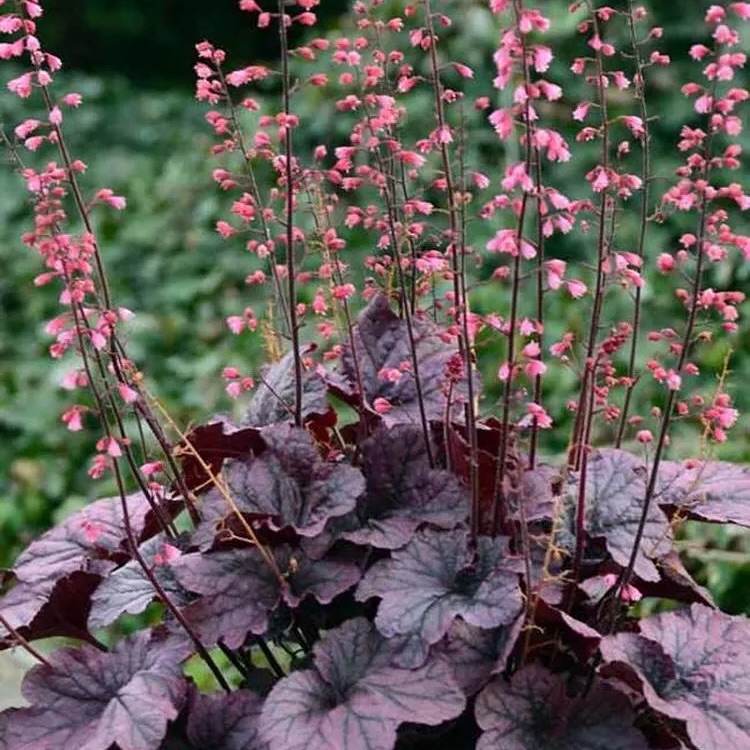 Dusky Foliage and Delicate Blooms A Heuchera Portrait
