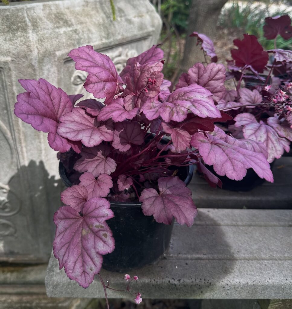 Dusky Rose A Close-Up of Heuchera 'Wild Rose'
