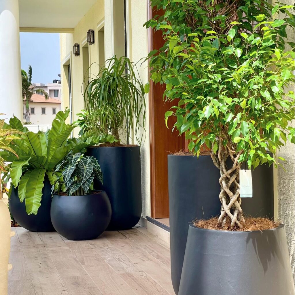 Elegant Indoor Plant Display
