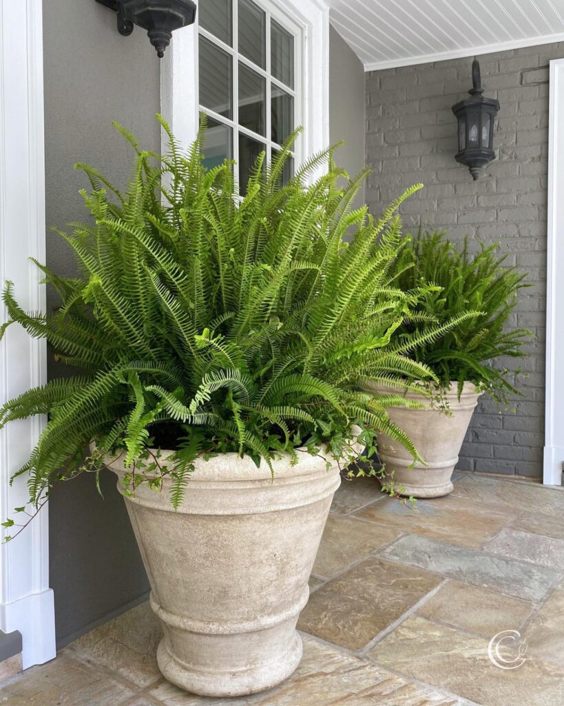 Elegant Porch with Flourishing Boston Ferns

