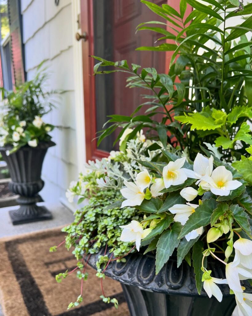 Elegant White Begonia Porch Display
