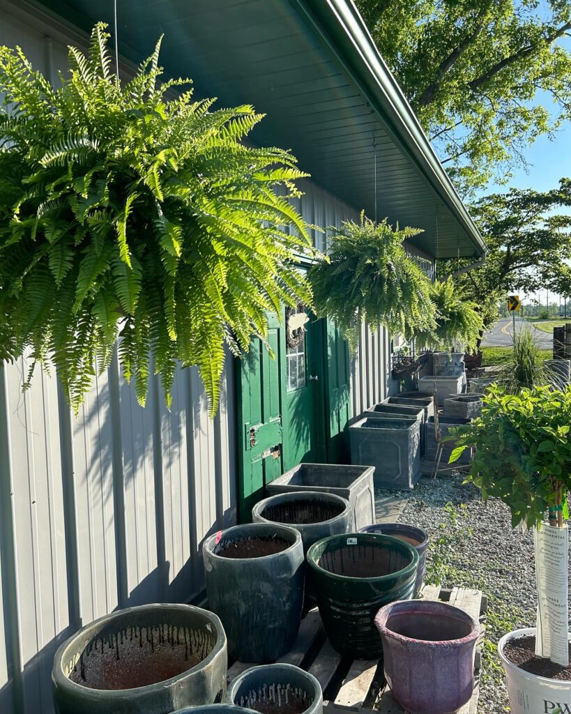 Front Porch Decorated with Hanging Ferns and Colorful Pots
