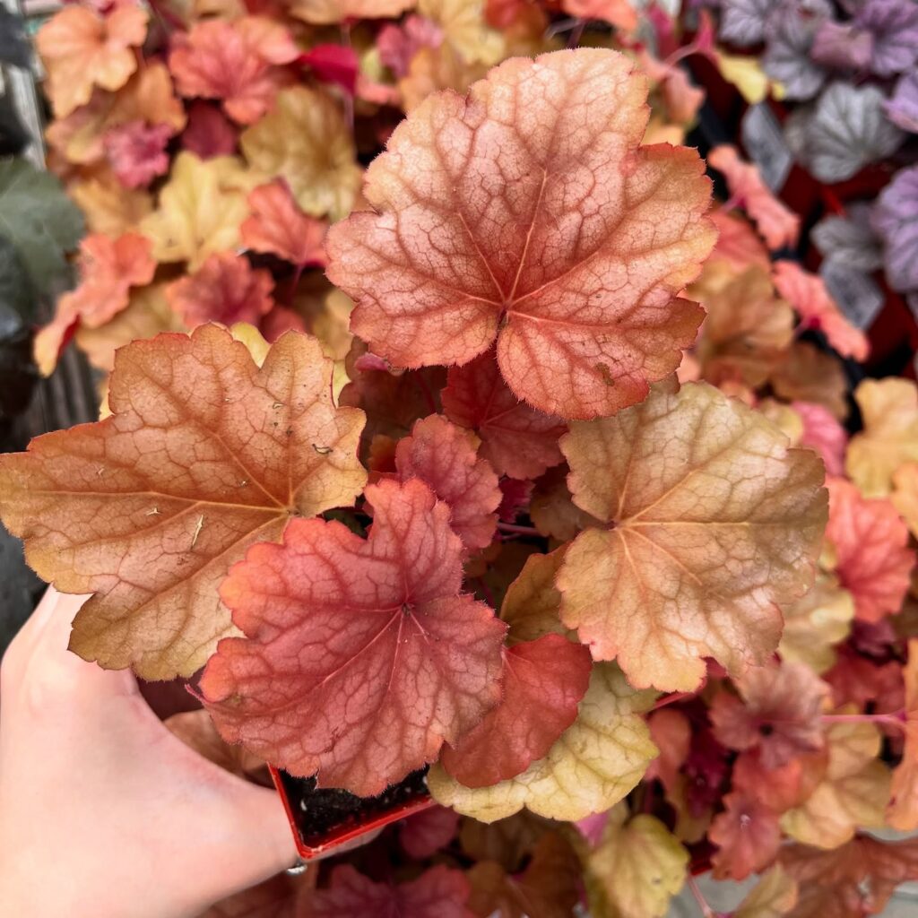 Glistening Amber A Portrait of Heuchera 'Champagne'
