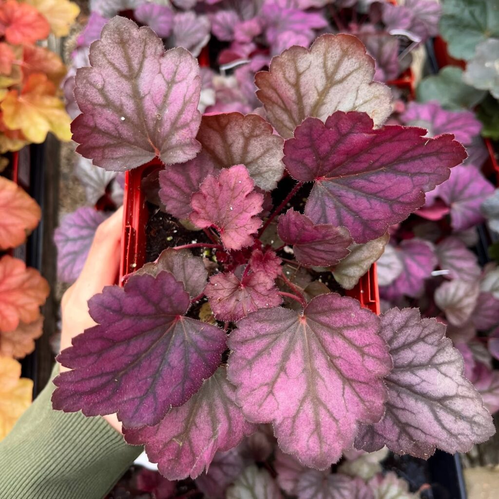 Jewel-Toned Leaves A Handheld Heuchera Close-Up
