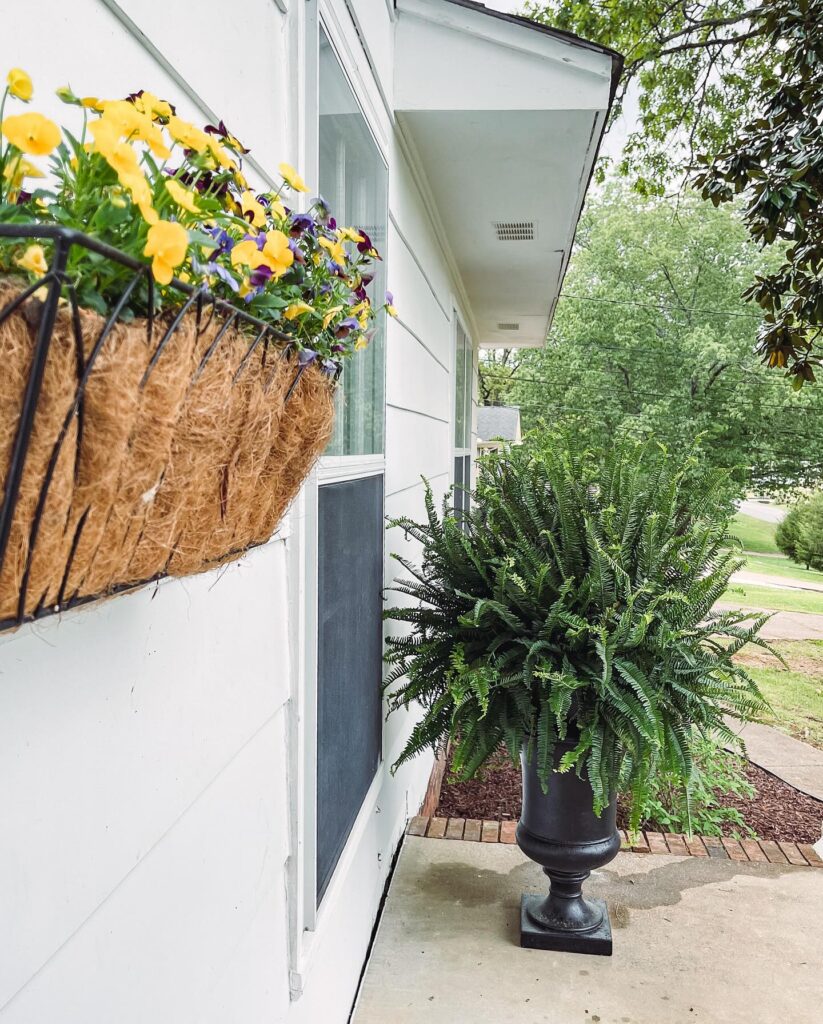 Kimberly Queen Fern on a Welcoming Porch
