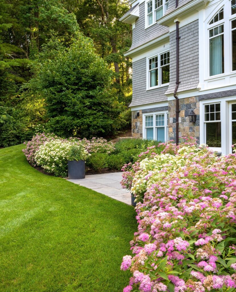 Lush Spirea Flower Bed Along a Pathway
