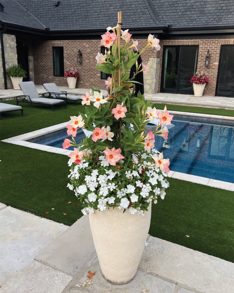 Mandevilla and White Flowers in a Pot
