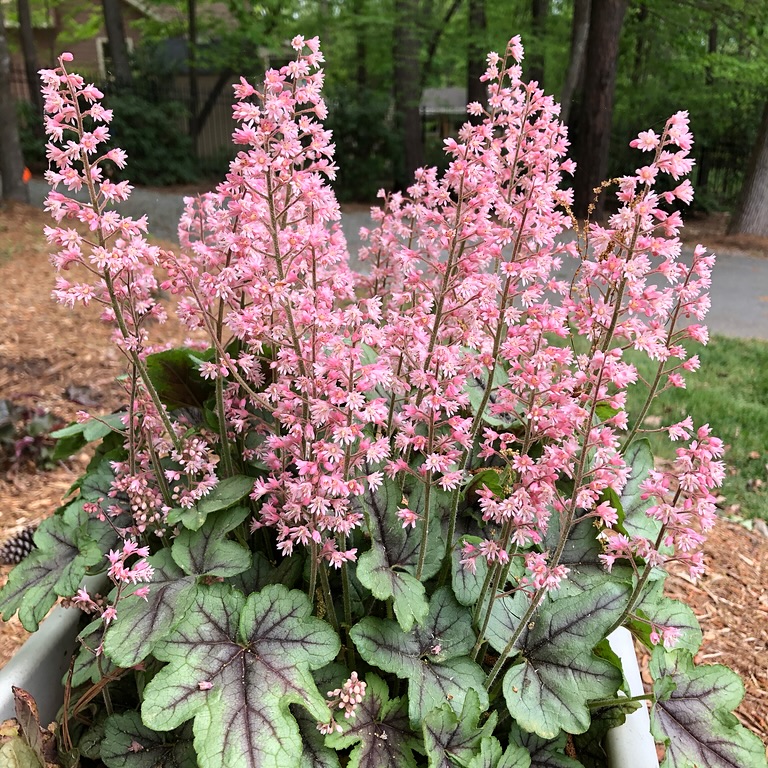 Pink Blooms and Dark Leaves A Coral Bells Close-Up
