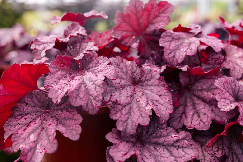 Ruffled Ruby The Intricate Leaves of a Heuchera
