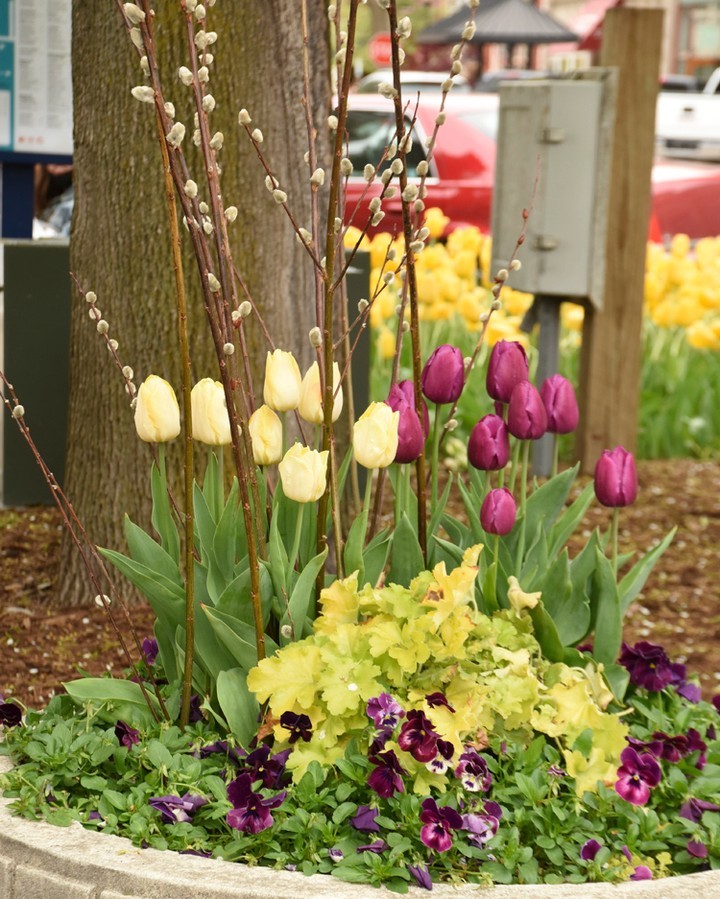 Spring Symphony in a City Planter
