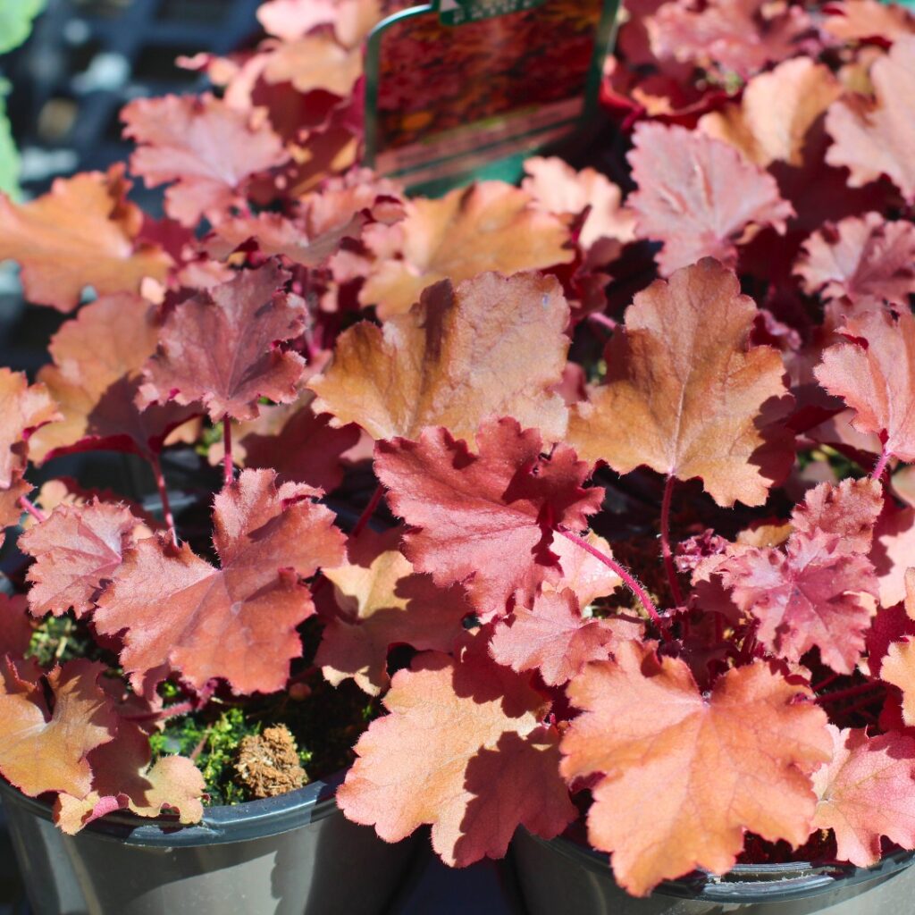 Sunset Hues The Warmth of Coral Bells Foliage
