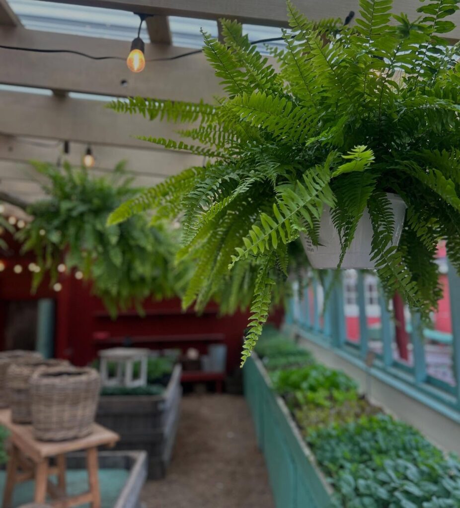 Verdant Display of Hanging Boston Ferns
